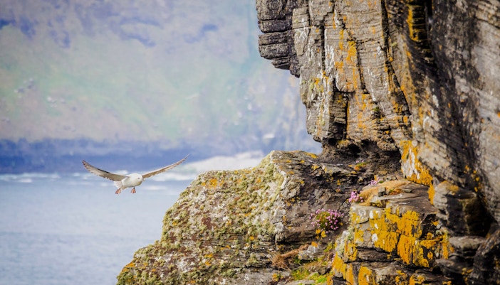 Seagull flying near the cliffs of Moher, Ireland.