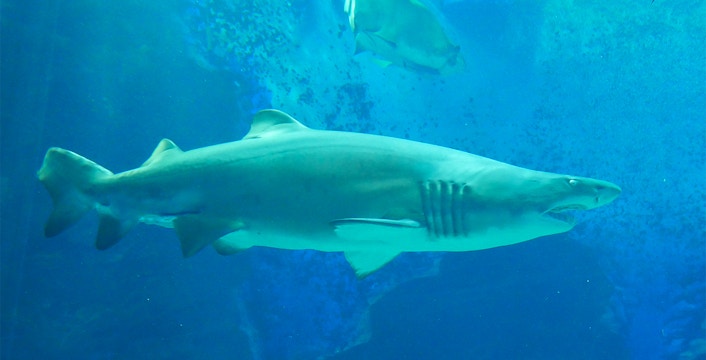 Shark swimming in aquarium at Marine World Uminonakamichi, Japan.