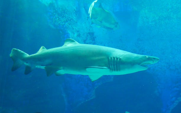 Shark swimming in aquarium at Marine World Uminonakamichi, Japan.