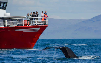 Whale breaching near boat during Reykjavík Classic Whale Watching tour.