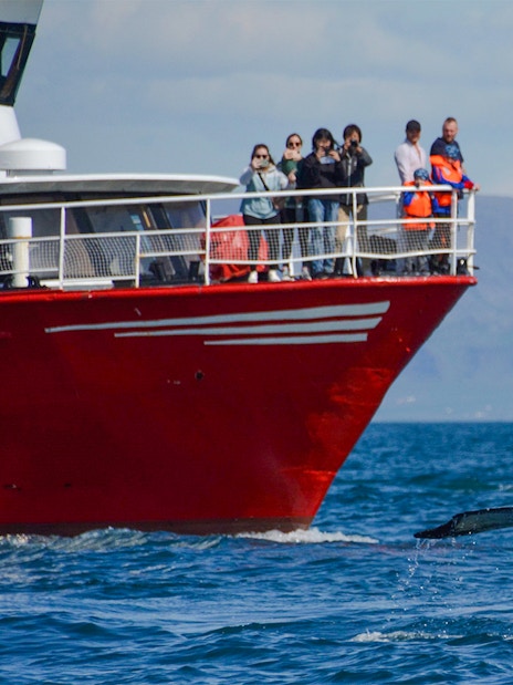 Whale breaching near boat during Reykjavík Classic Whale Watching tour.