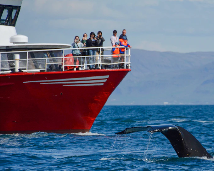 Reykjavik Whale Watching Cruise with Lava Show Entry