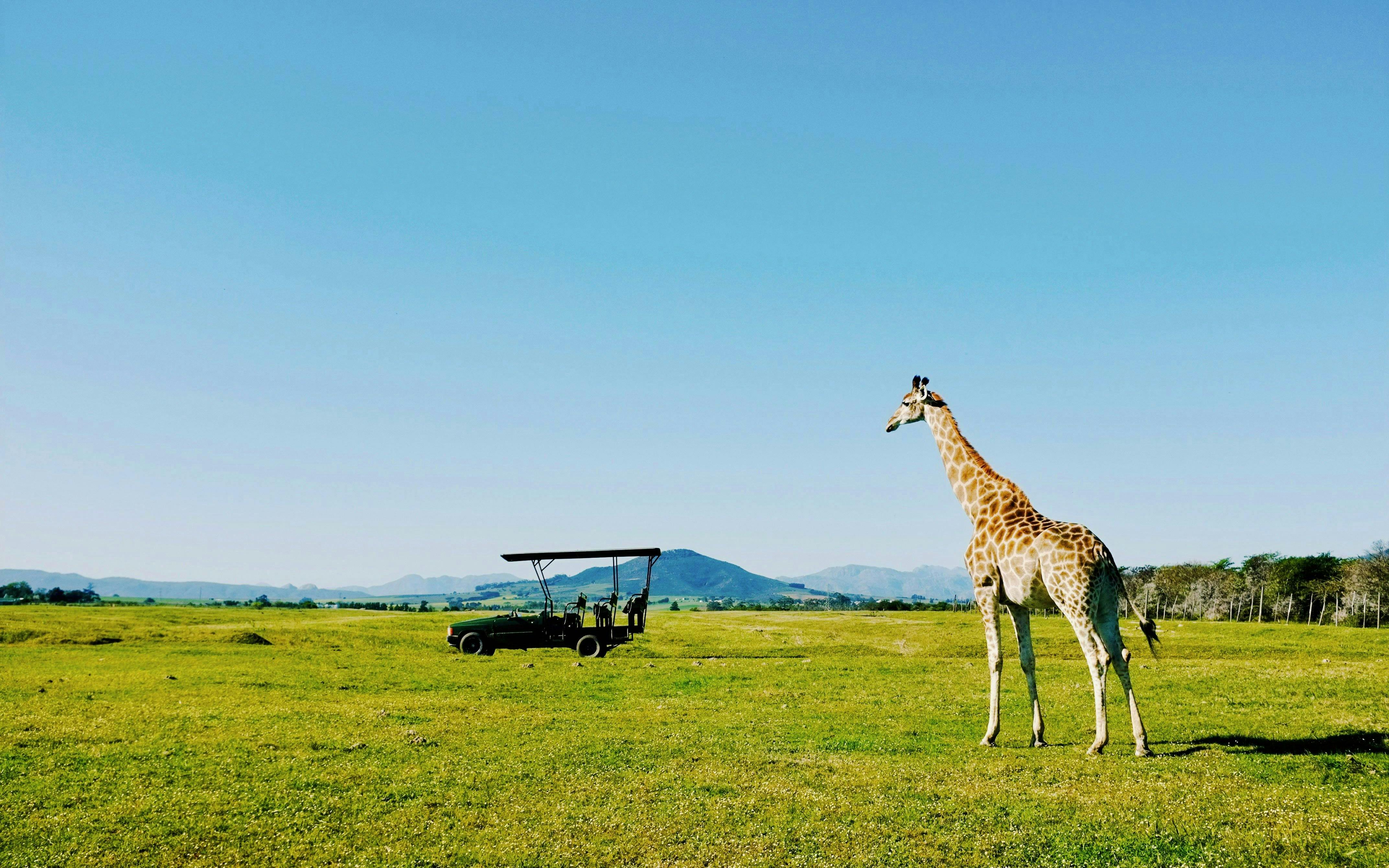 Giraffe near safari vehicle at Gondwana Game Reserve, South Africa.