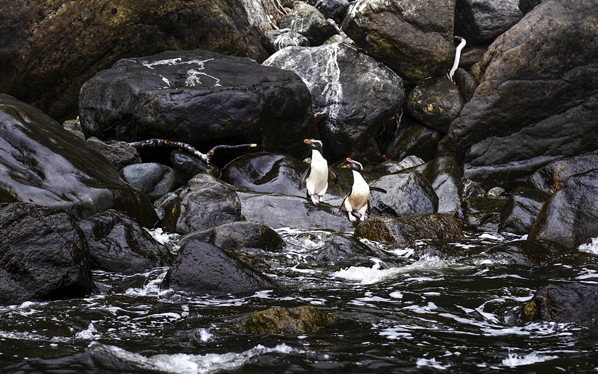 Fjordland crested penguins on a rock in Milford Sound.
