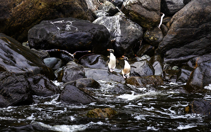 Fjordland crested penguins on a rock in Milford Sound.