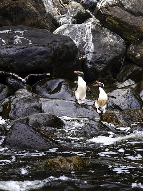 Fjordland crested penguins on a rock in Milford Sound.