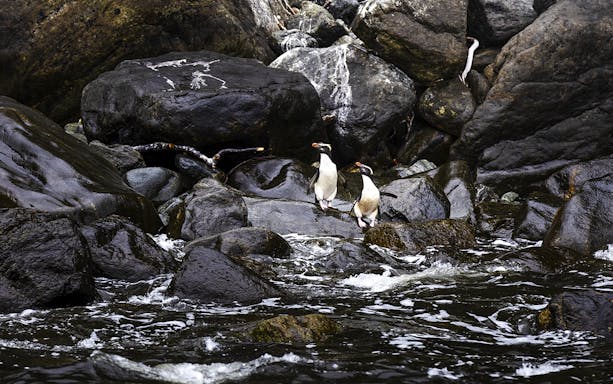 Fjordland crested penguins on a rock in Milford Sound.
