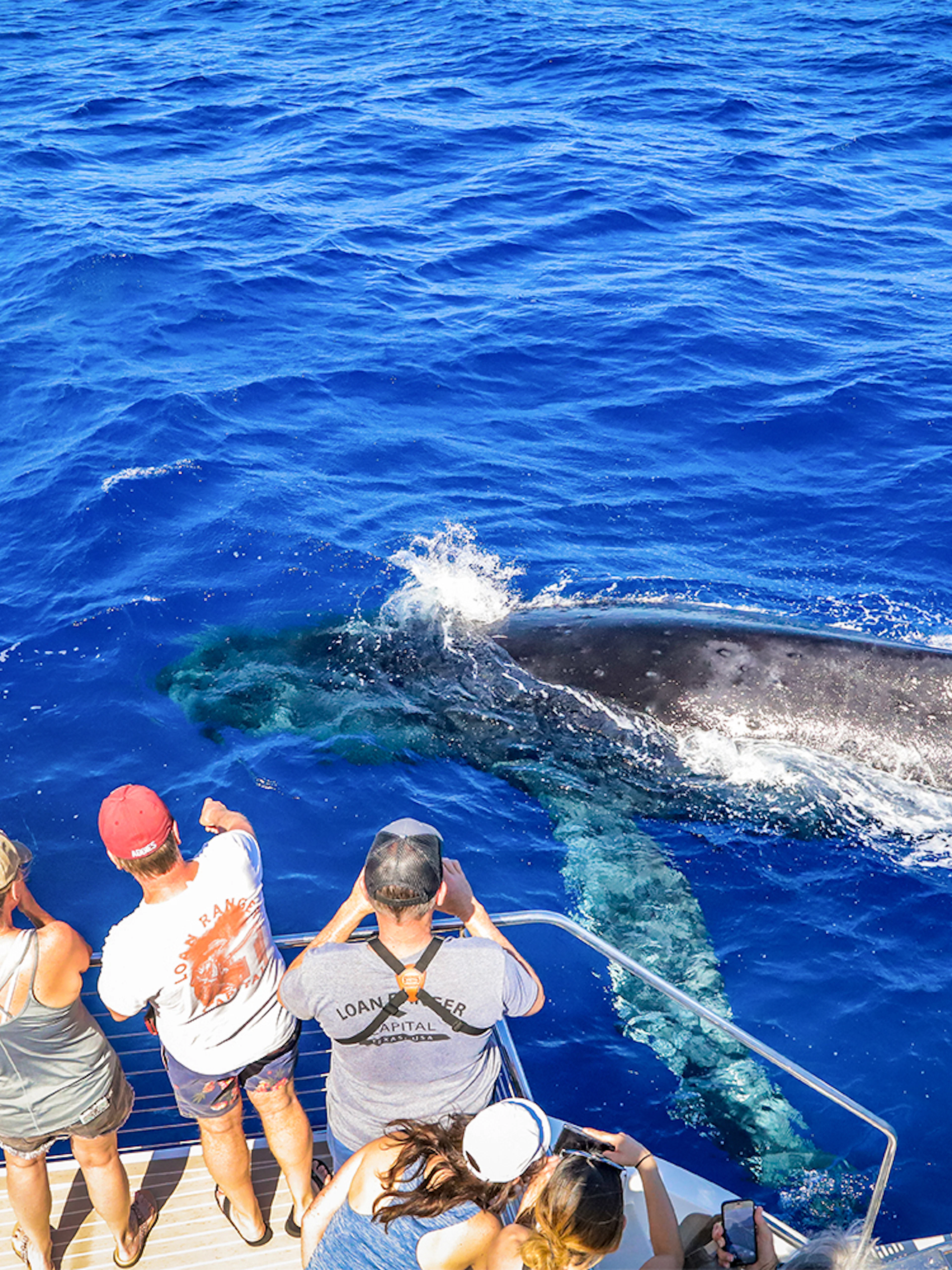 Tourists observing a whale near a boat during a snorkel sail tour in Maui, Hawaii.