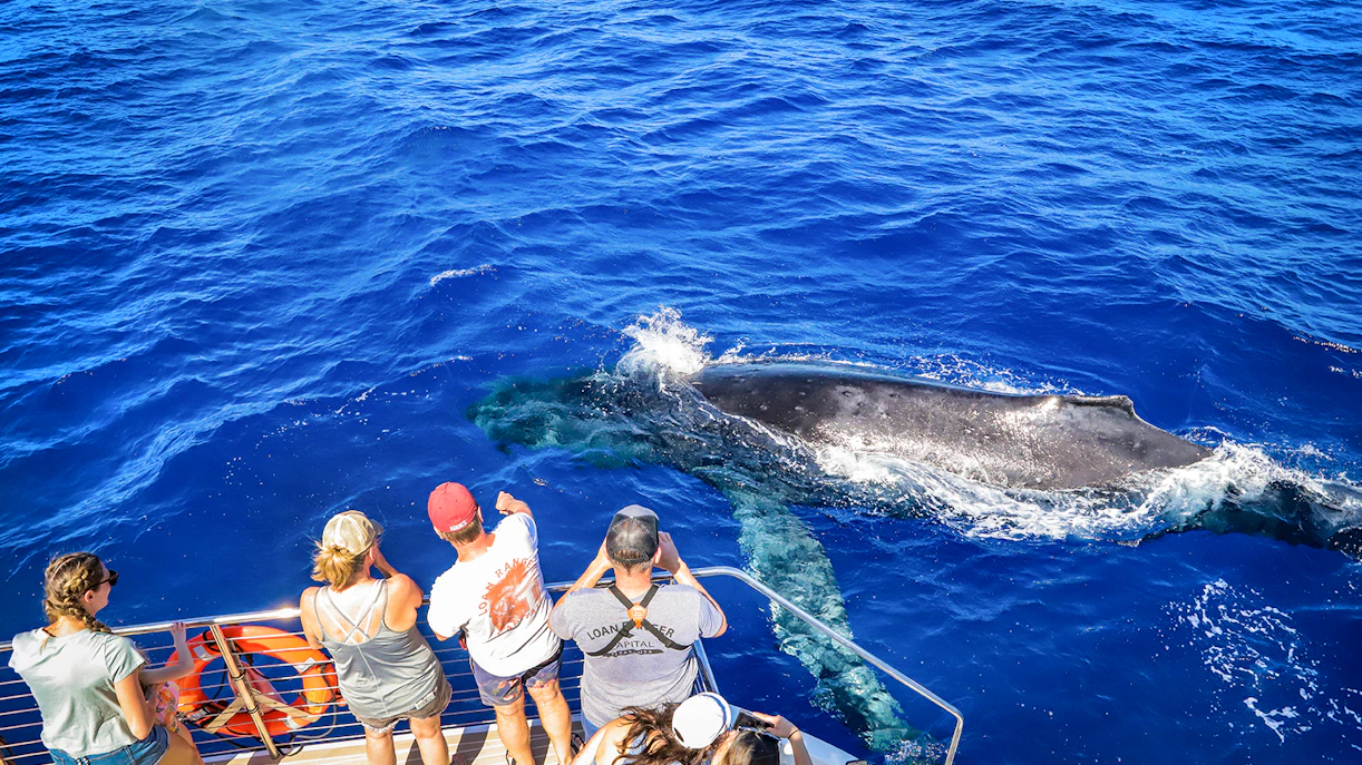 Tourists observing a whale near a boat during a snorkel sail tour in Maui, Hawaii.