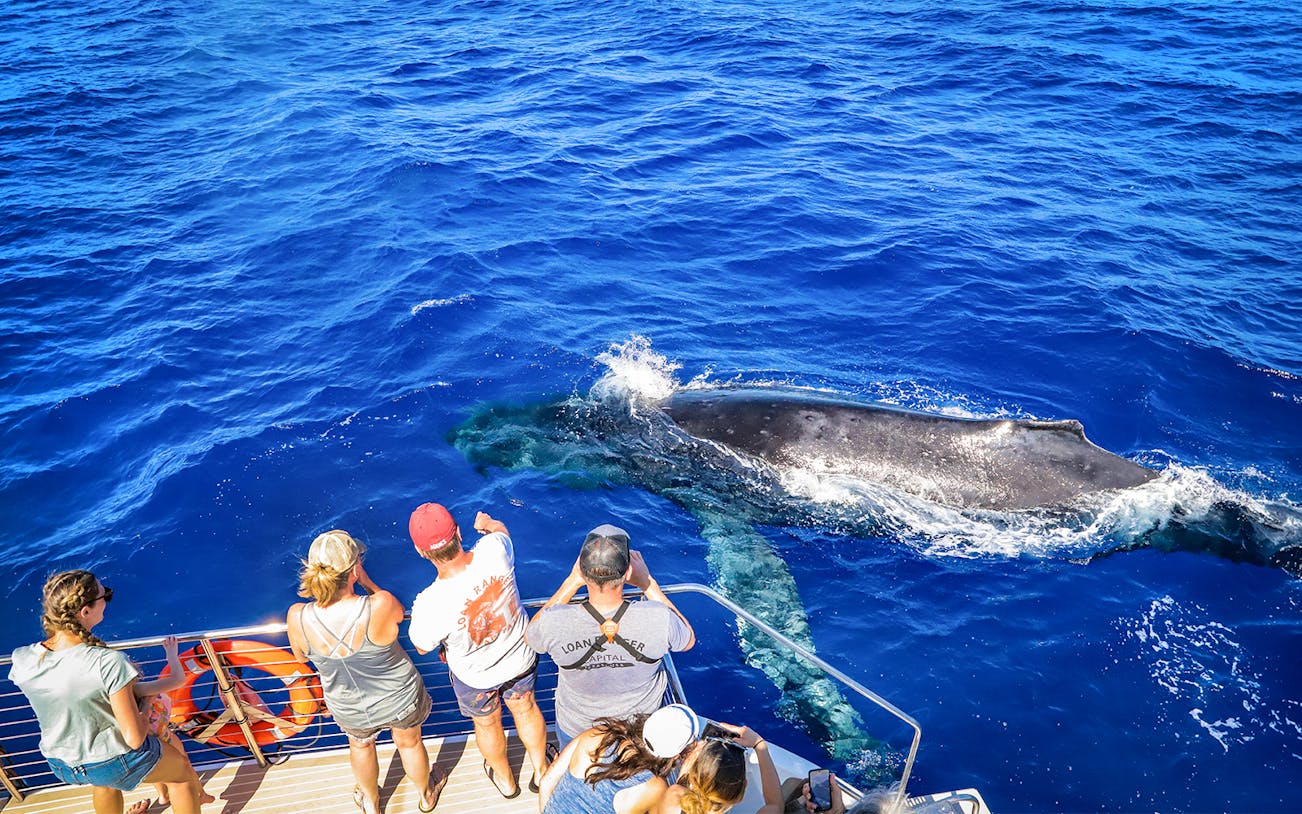 Tourists observing a whale near a boat during a snorkel sail tour in Maui, Hawaii.