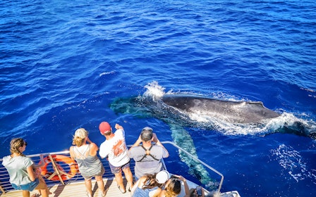 Premium Whale Watching Cruise from Ka’anapali Beach with Open Bar and Snacks