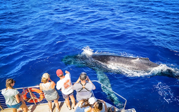 Premium Whale Watching Cruise from Ka’anapali Beach with Open Bar and Snacks