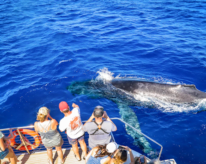 Premium Whale Watching Cruise from Ka’anapali Beach with Open Bar and Snacks