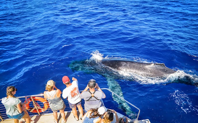 Tourists observing a whale near a boat during a snorkel sail tour in Maui, Hawaii.