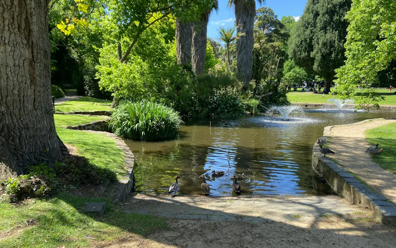 Ducks by a pond with fountains in Melbourne's Fitzroy Gardens.