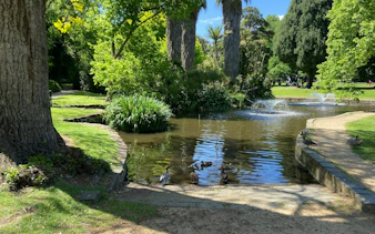 Ducks by a pond with fountains in Melbourne's Fitzroy Gardens.