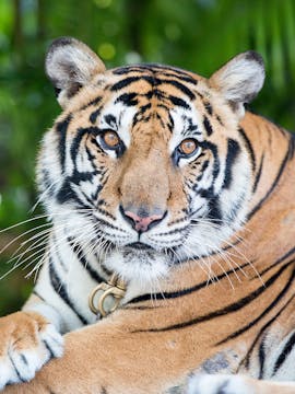 Tiger Park Pattaya