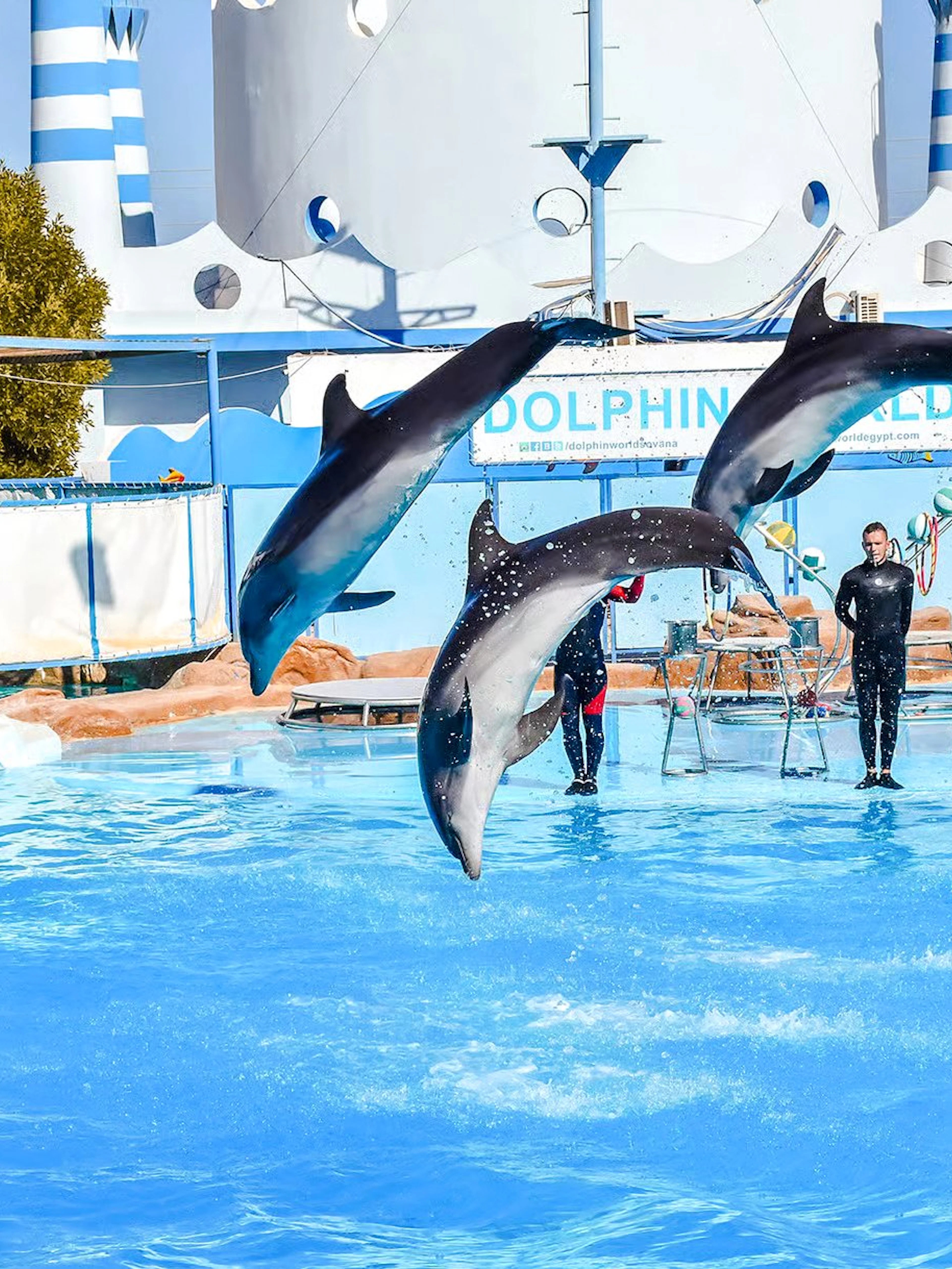 Dolphins leaping in synchronized performance at Hurghada dolphin show.