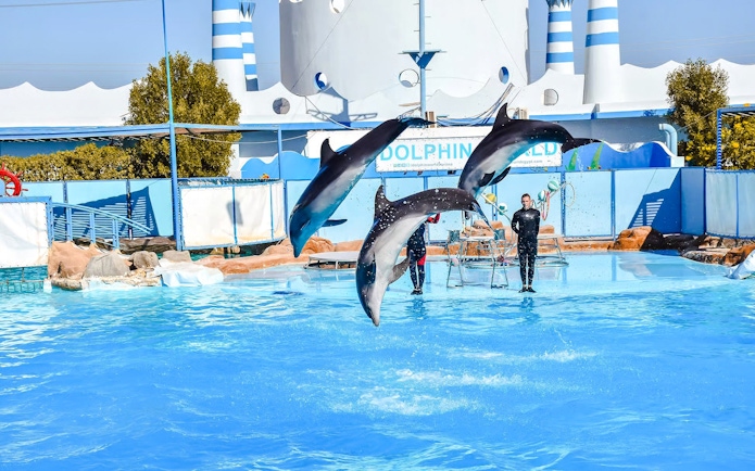 Dolphins leaping in synchronized performance at Hurghada dolphin show.