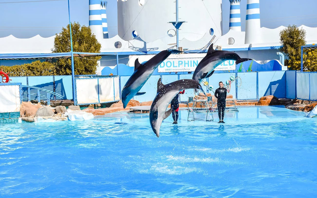 Dolphins leaping in synchronized performance at Hurghada dolphin show.