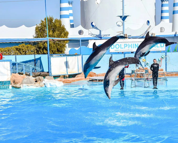 Hurghada Dolphin World Show Tickets with Optional Transfers