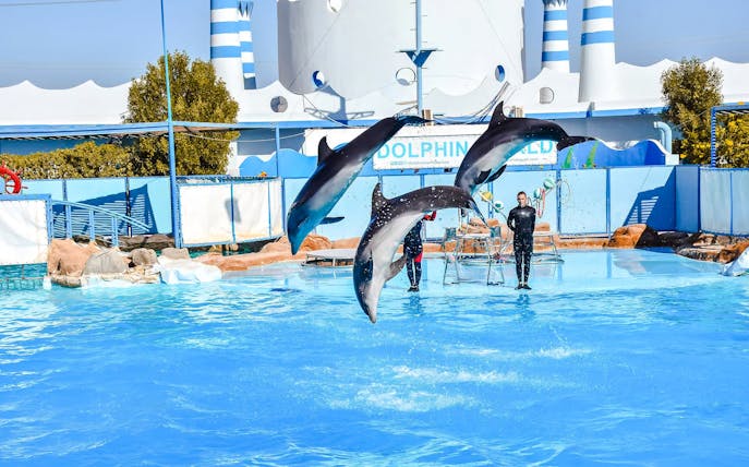 Dolphins leaping in synchronized performance at Hurghada dolphin show.