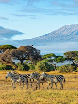 Masai Mara & Amboseli Safari Tour