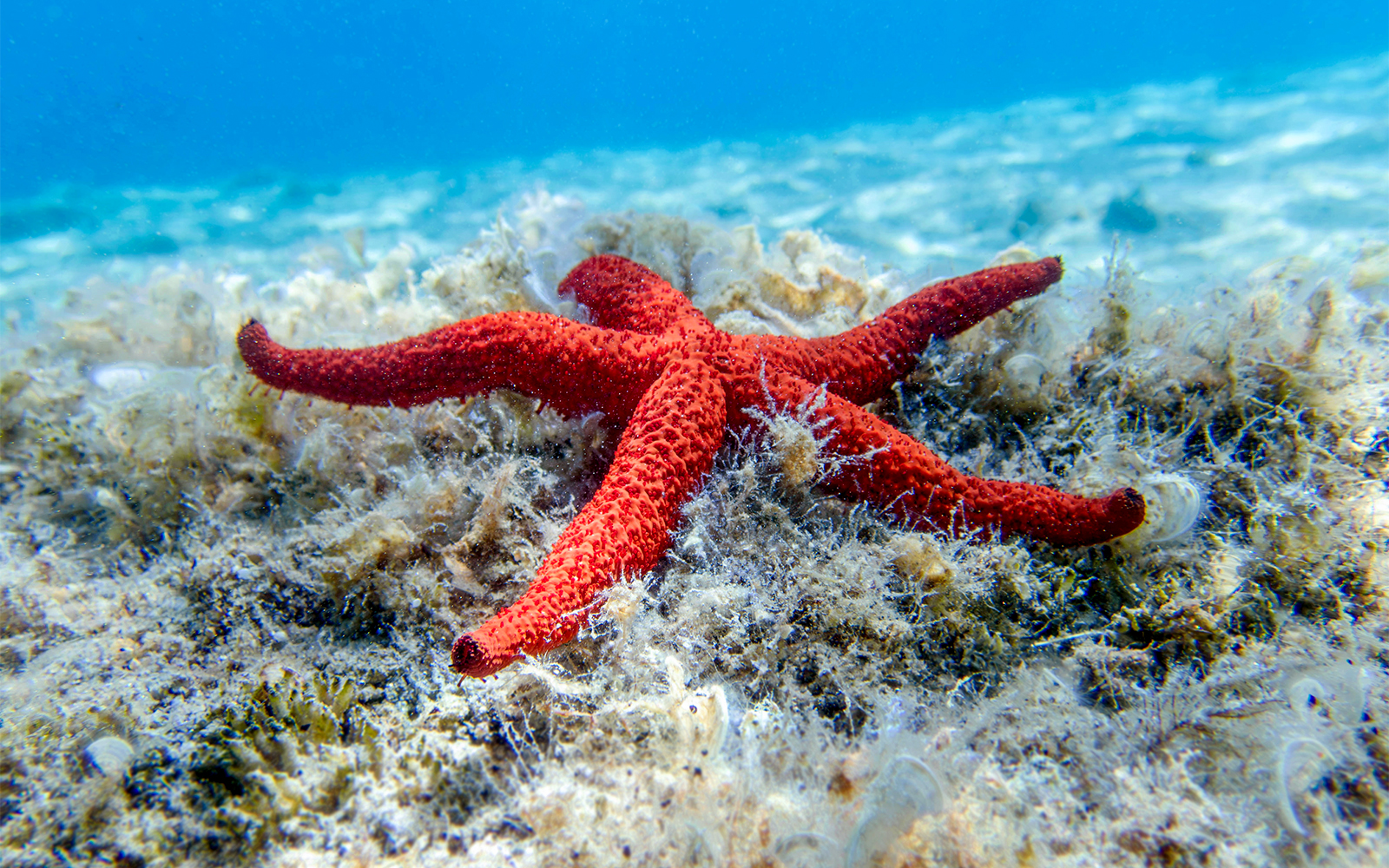 Starfish on ocean floor at Oceanario Lisboa.