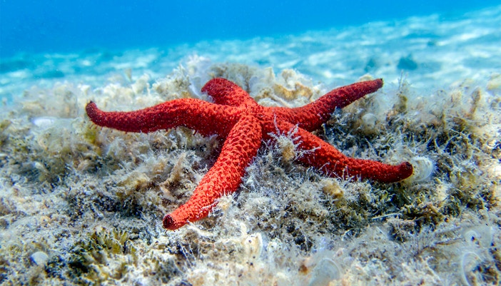 Starfish on ocean floor at Oceanario Lisboa.