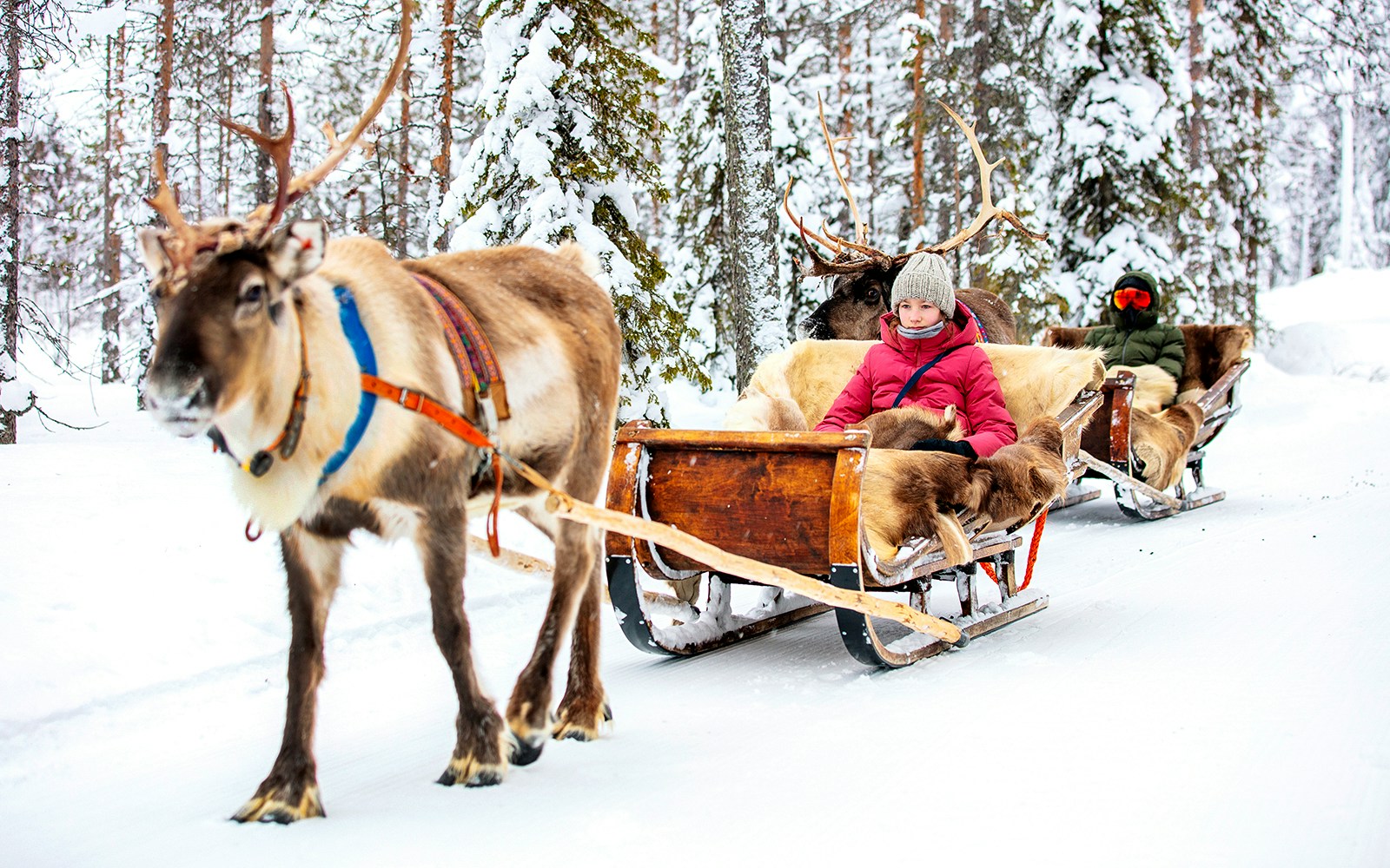 Reindeer pulling sleds with people through snowy forest in Rovaniemi.