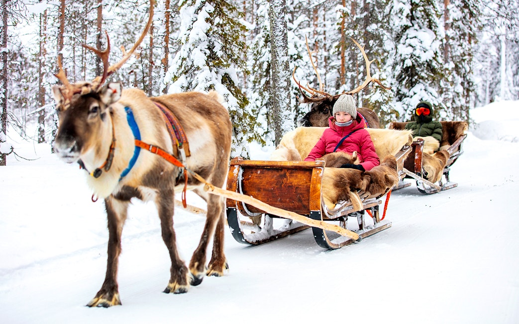 Reindeer pulling sleds with people through snowy forest in Rovaniemi.