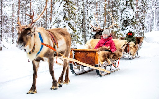 Reindeer pulling sleds with people through snowy forest in Rovaniemi.