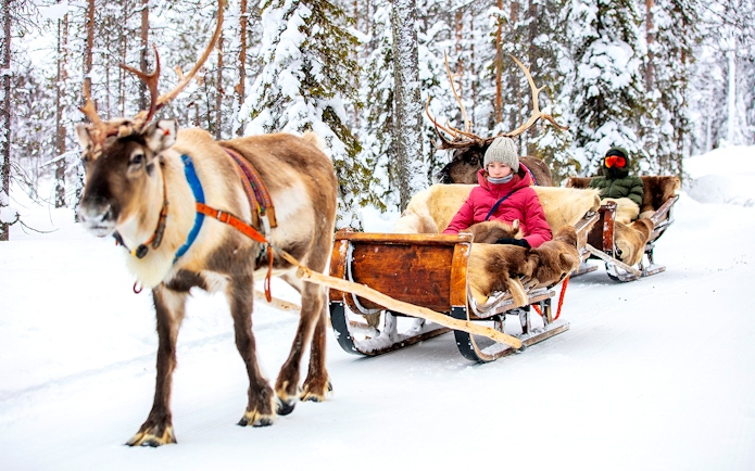 Reindeer pulling sleds with people through snowy forest in Rovaniemi.
