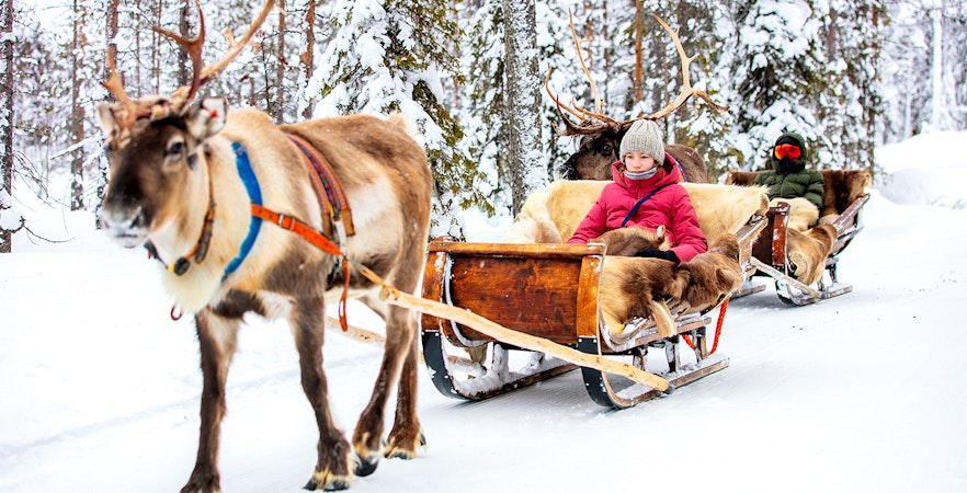Reindeer Sledding Tours Tromso