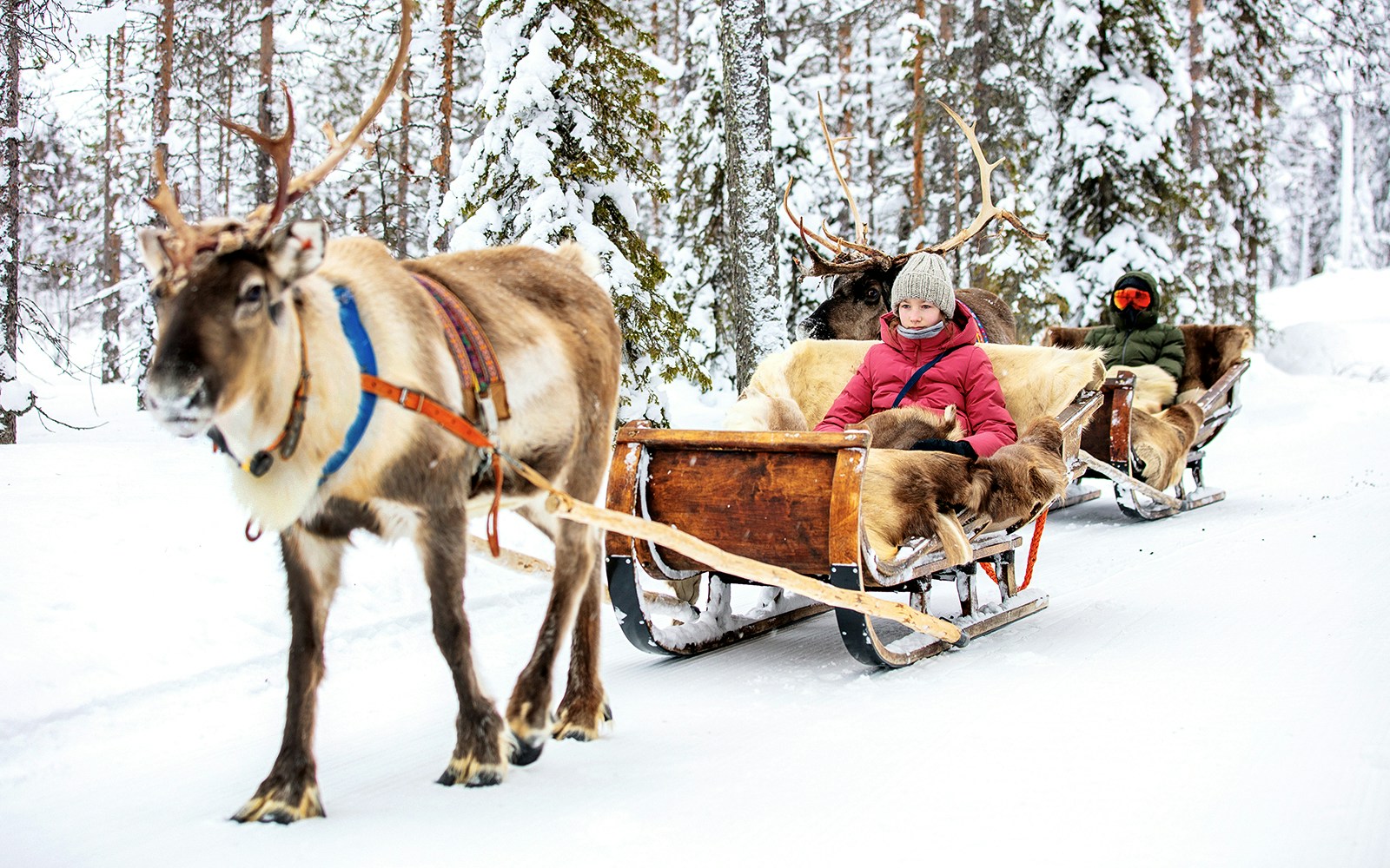 Reindeer pulling sleds with people through snowy forest in Rovaniemi.