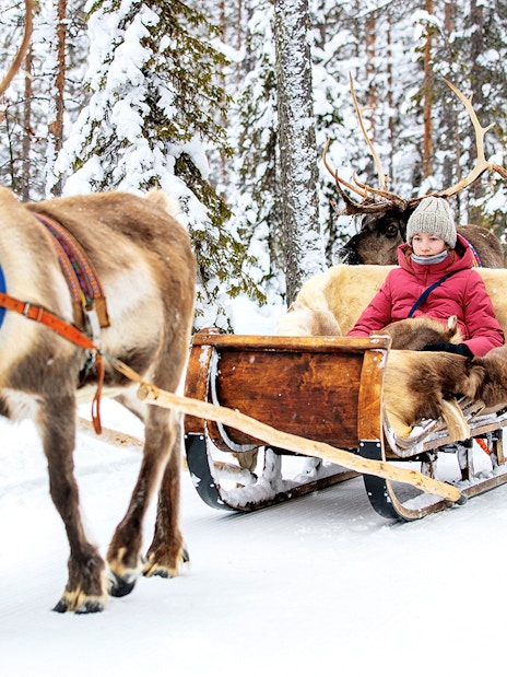 Reindeer pulling sleds with people through snowy forest in Rovaniemi.