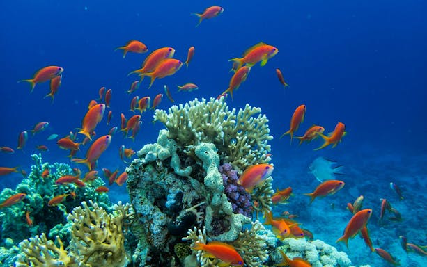 Colorful fish swimming around coral reef in the Red Sea during a Sea Scope Submarine trip.