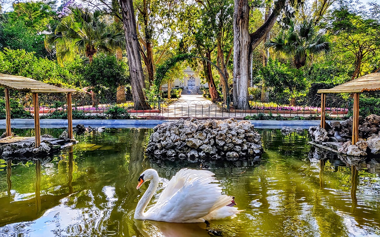 Swan swimming in a pond at San Anton Botanical Gardens, surrounded by lush greenery and stone structures.