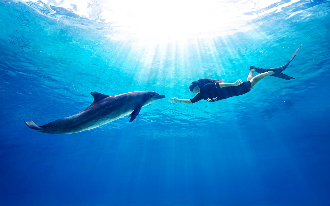 Woman swimming with dolphin at Dolphin Island during Dolphin Adventure experience.