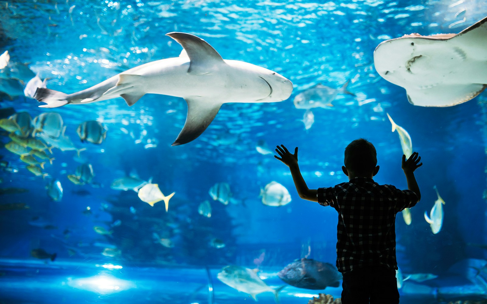 SEA LIFE Aquarium Verona - Ocean View