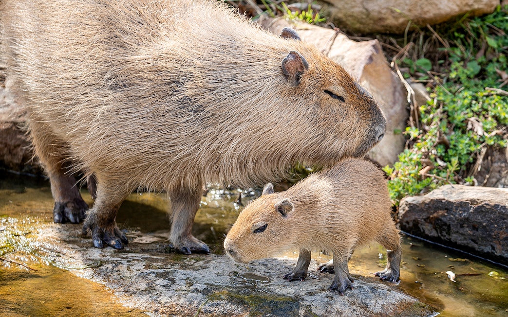 Capybara and baby near water at Sydney Zoo.
