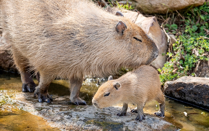 Capybara and baby near water at Sydney Zoo.