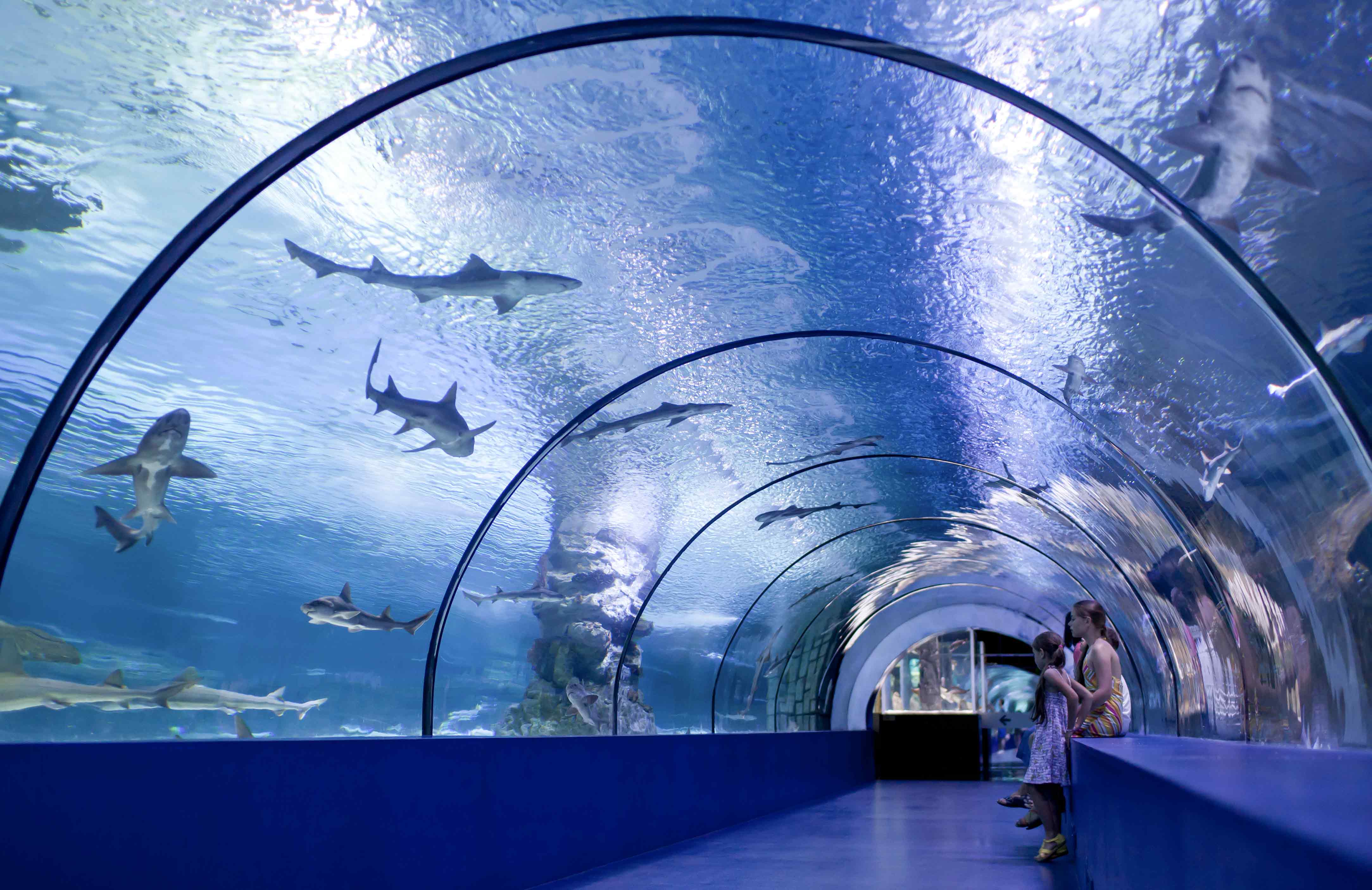 Ocean Dome - S.E.A Aquarium Singapore