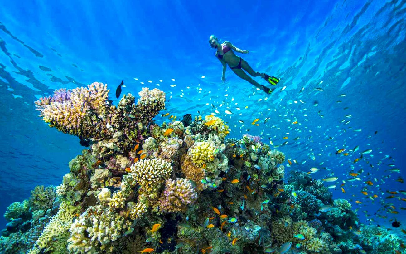 Snorkeler above vibrant coral reef with colorful fish, Full-Day Scuba Diving Boat Tour.