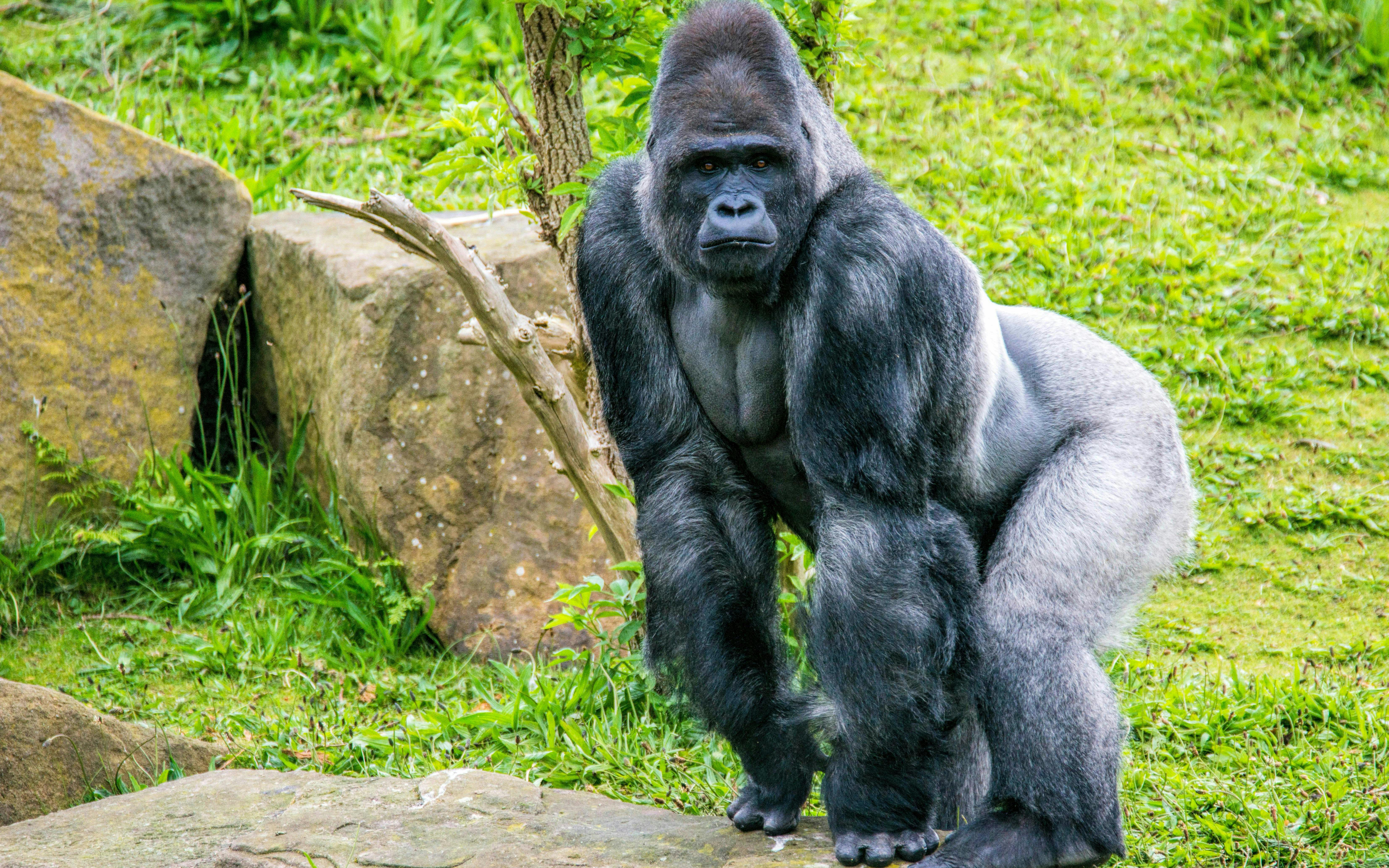 Gorilla standing on grass at Blackpool Zoo.
