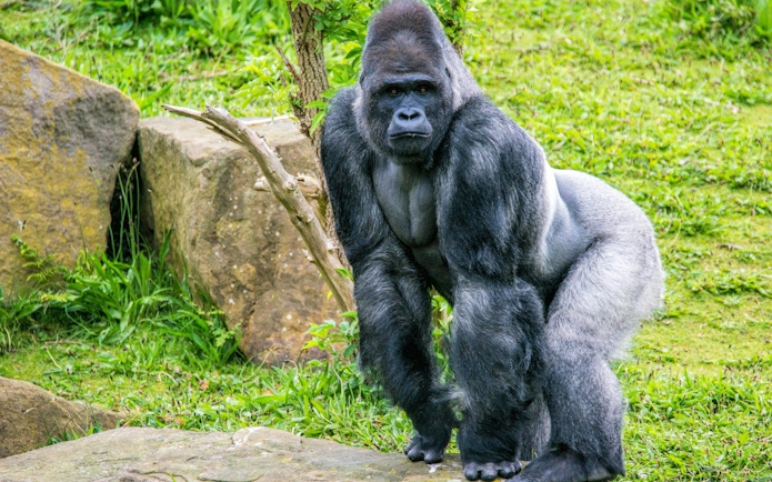 Gorilla standing on grass at Blackpool Zoo.