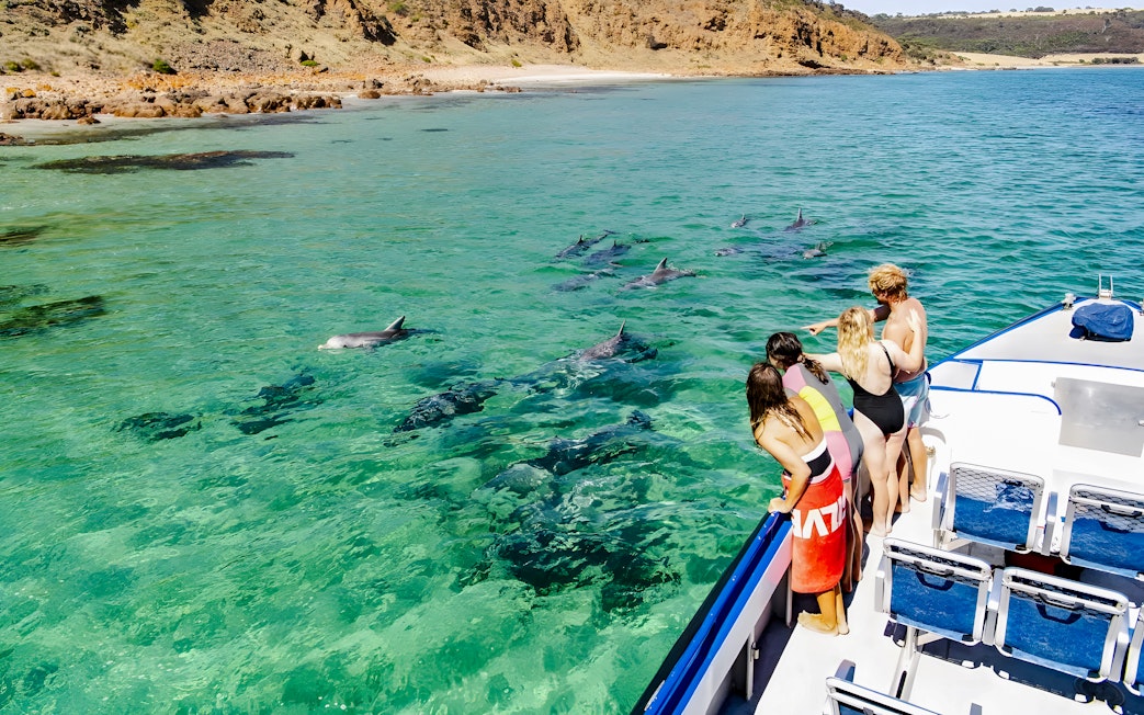 People on ferry watching dolphins swim near Kangaroo Island.