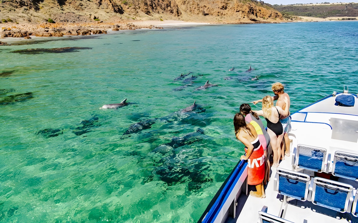 People on ferry watching dolphins swim near Kangaroo Island.