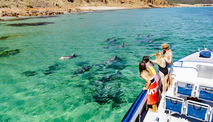 People on ferry watching dolphins swim near Kangaroo Island.