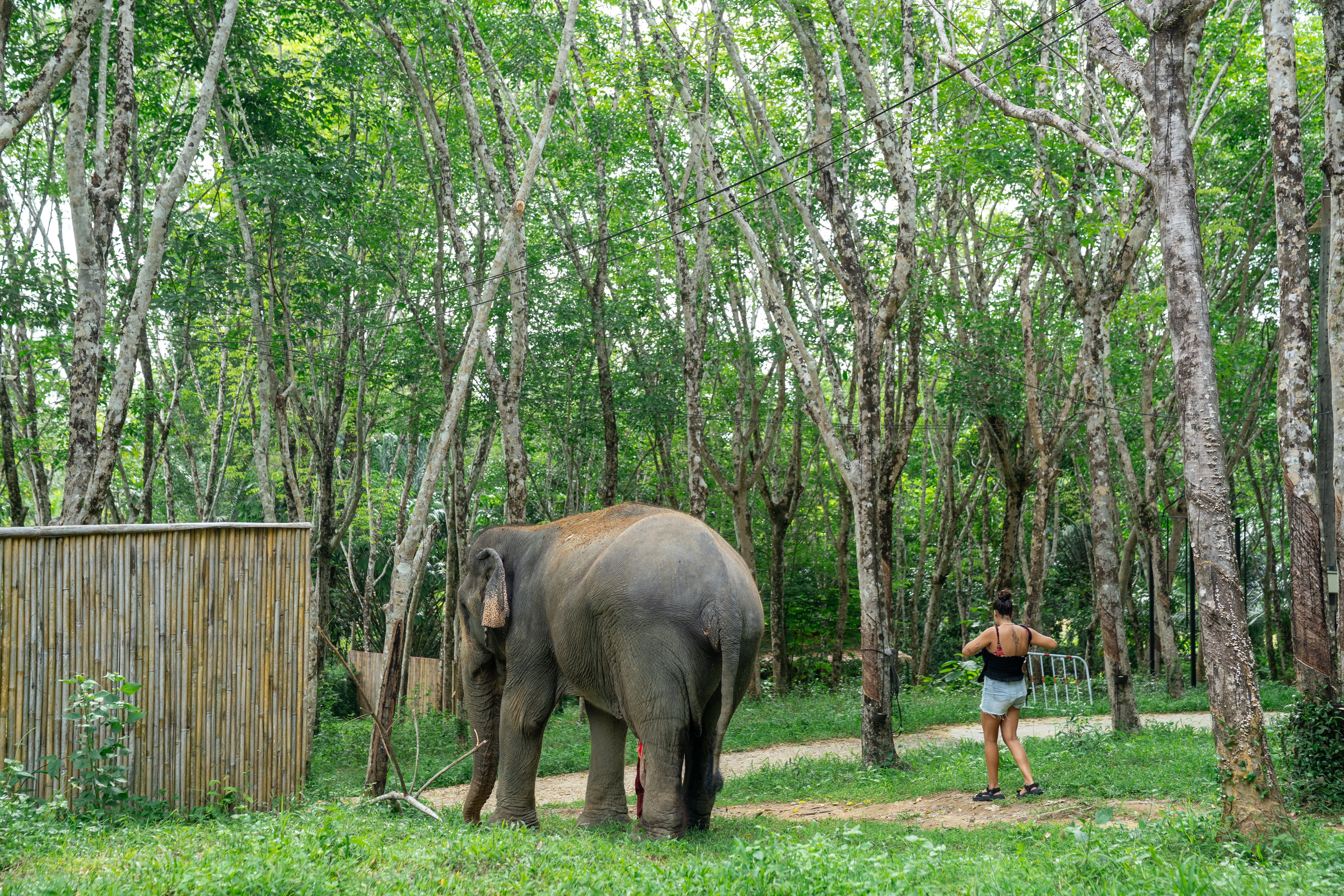 Elephant and person walking in Khaolak Ethical Elephant Sanctuary forest.